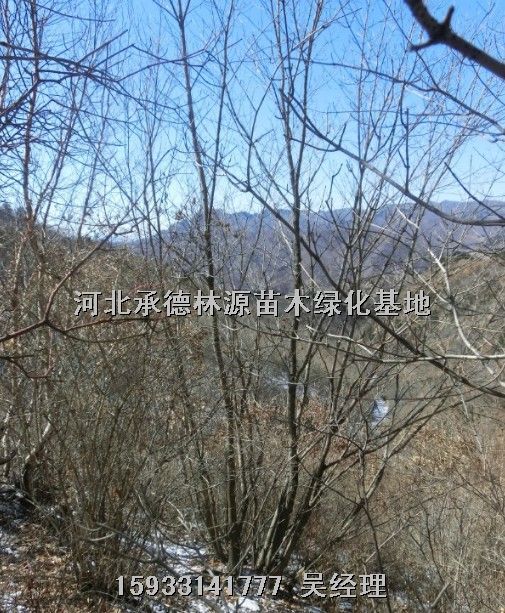 ★河北蒙古栎★河北暴马丁香★河北山丁子