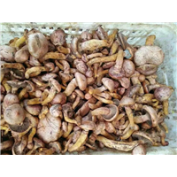 河北蘑菇**报价，承德蘑菇供应 