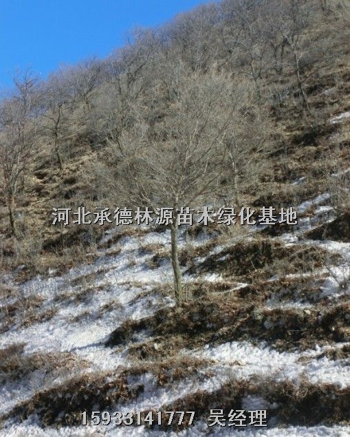 ★河北油松★河北白桦