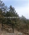 ★河北白桦★白桦树