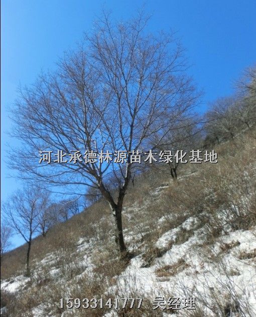 供应河北暴马丁香