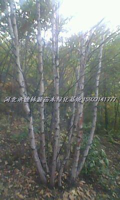供应河北白桦，优质白桦，河北白桦价格