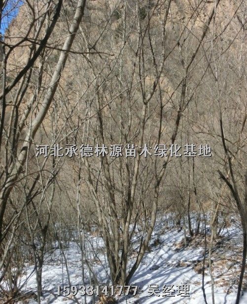 白桦苗木，白桦，河北白桦