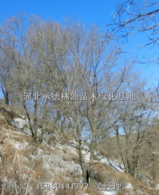 供应河北山丁子