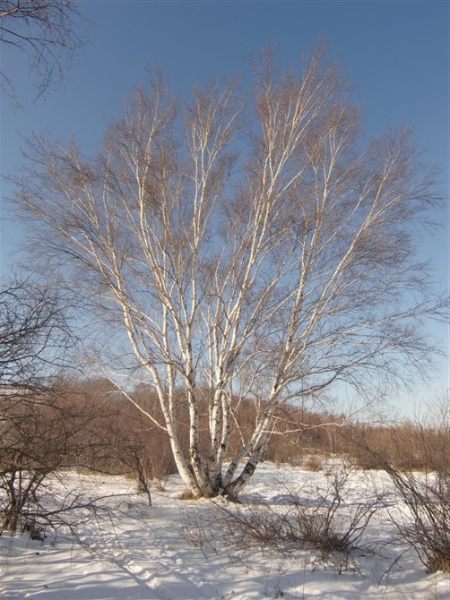 河北白桦，河北绿化苗，河北苗木供应