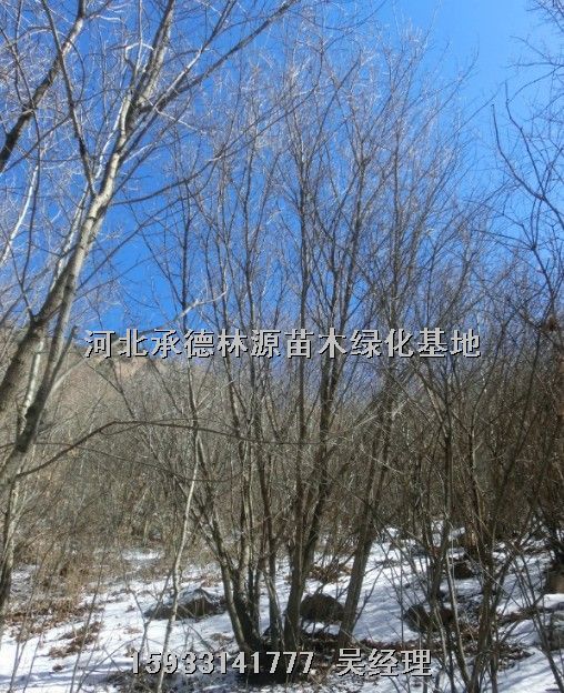 河北暴马丁香，暴马丁香