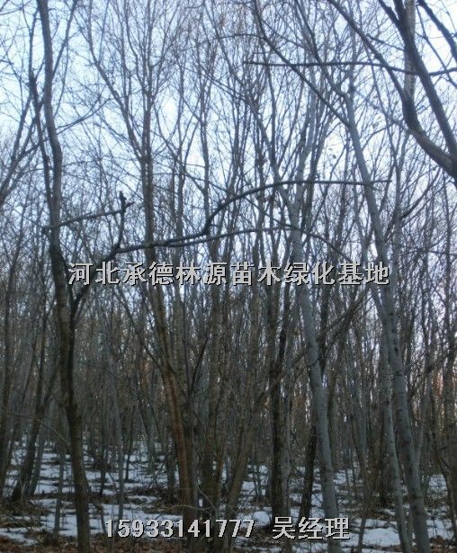 河北云杉★河北蒙古栎