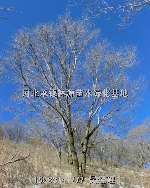 ★河北暴马丁香★河北山丁子