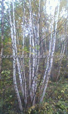 供应河北白桦，白桦基地，河北白桦 