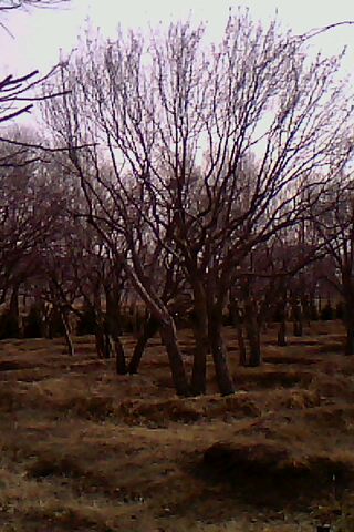 供应河北山丁子|河北山丁子绿化苗 