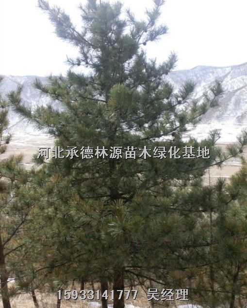 河北五角枫，河北云杉，河北白桦