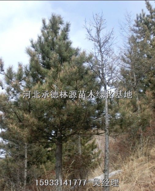供应云杉苗、河北云杉、河北苗木