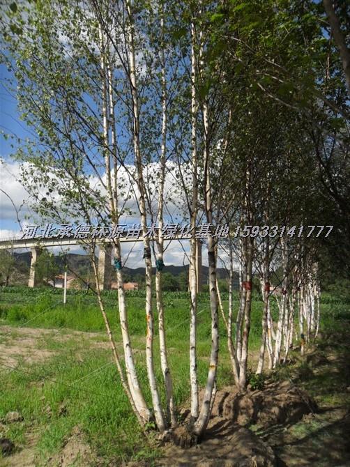 河北白桦哪里**？河北白桦，河北白桦报价