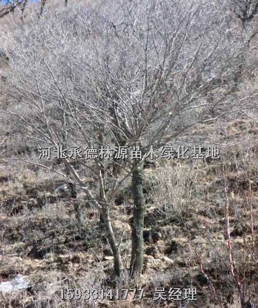 河北云杉★河北蒙古栎