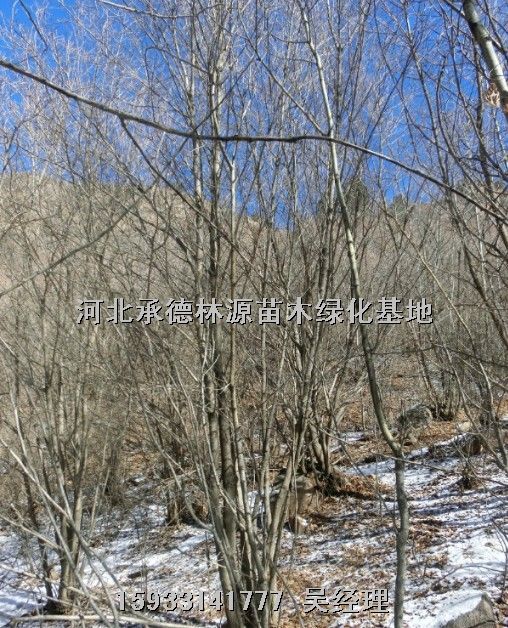 河北苗木供应，河北绿化苗木