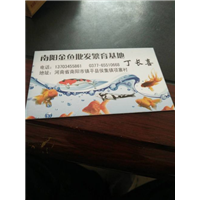 金鱼批发