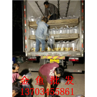 金鱼批发