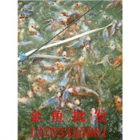 金鱼批发