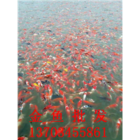 金鱼批发