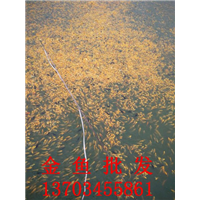金鱼批发