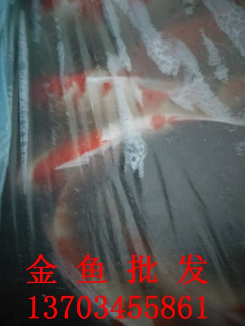 金鱼批发
