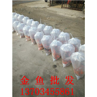 金鱼批发