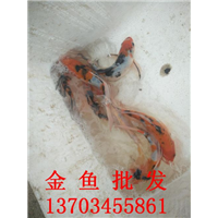 金鱼批发