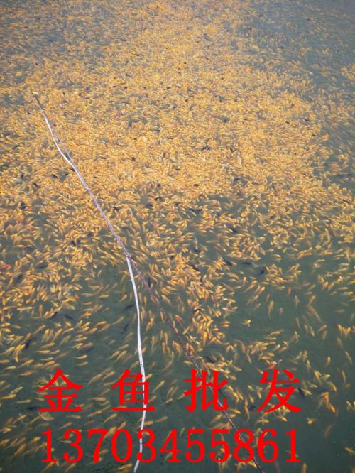 金鱼批发