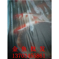 金鱼批发