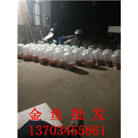 金鱼批发