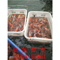 金鱼批发