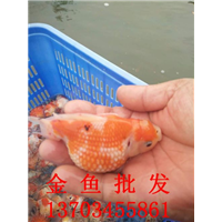 金鱼批发