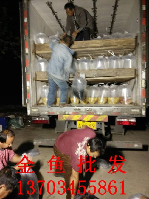 金鱼批发