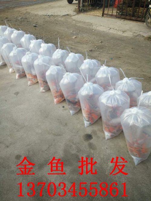 金鱼批发