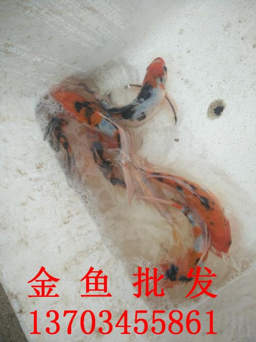 金鱼批发