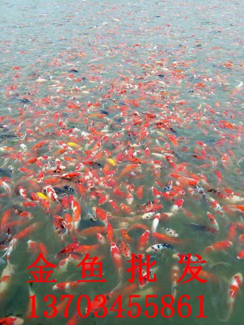 金鱼批发