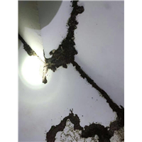 中山白蚁防治① 中山灭蟑螂◎ 中山灭老鼠 