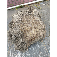 中山白蚁防治① 中山灭蟑螂◎ 中山灭老鼠 