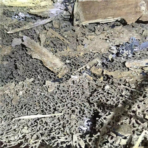中山白蚁防治① 中山灭蟑螂◎ 中山灭老鼠 