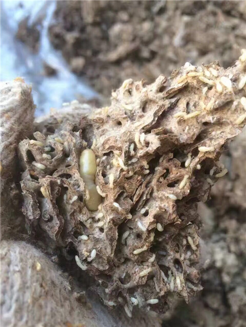 中山灭白蚁⊙ 中山灭鼠▼ 中山白蚁防治 