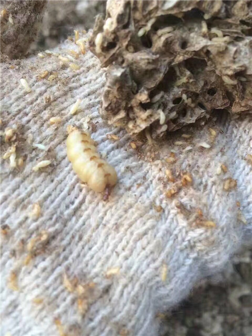 中山灭白蚁⊙ 中山灭鼠▼ 中山白蚁防治 