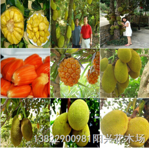 菠萝蜜苗-广东菠萝蜜苗 