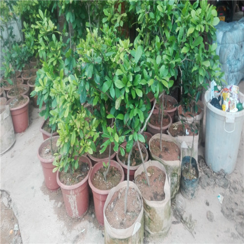 惠州神秘果苗基地，惠州神秘果苗价格 