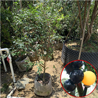 深圳福冈嘉宝果苗基地