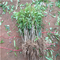 桂味荔枝苗，广州荔枝树苗，增城荔枝苗基地 
