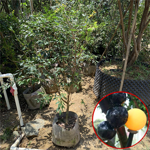 深圳福冈嘉宝果苗基地