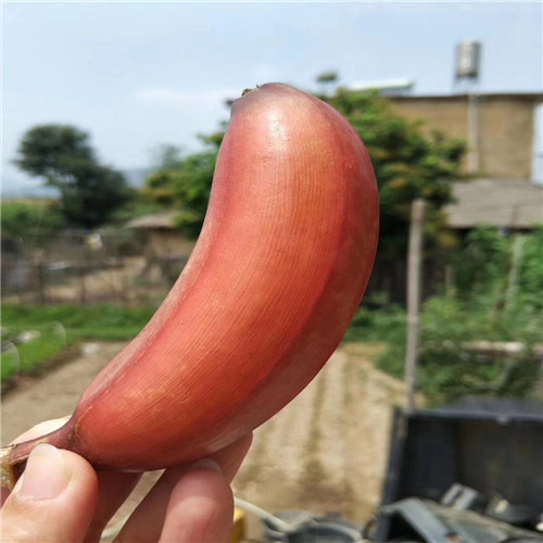 广西红香蕉苗推荐