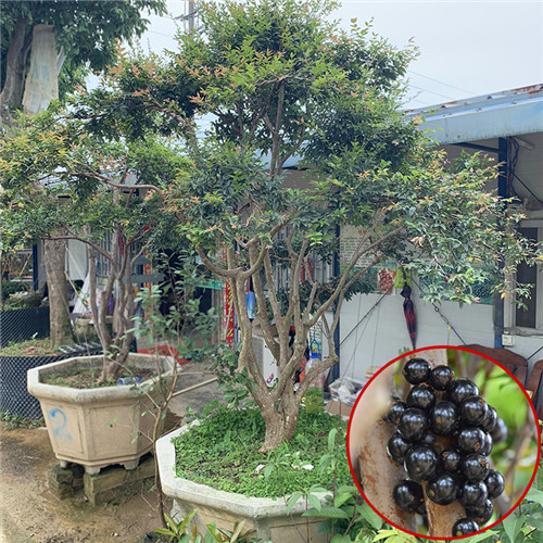 广东精品造型嘉宝果苗