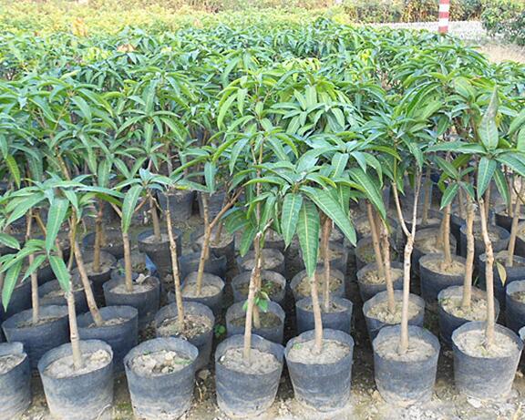 惠州芒果苗，东莞芒果苗 