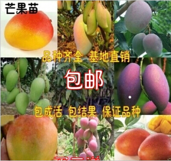 广东芒果苗 